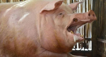 Kolik váží největší prasata na světě, zástupci guinessovy knihy rekordů